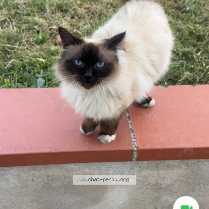 Photo of a cat found in Brax