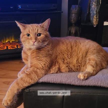 Picture of cat lost at Repentigny