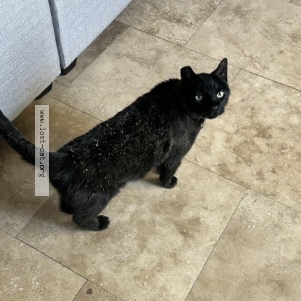 Photo 1/1 Me kitty Cat lost in Las Vegas