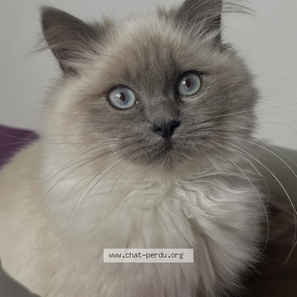 Photo of a cat found in Romans Sur Isere