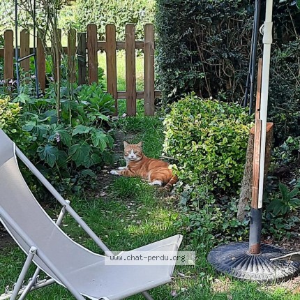 Foto 1/1 Kat gevonden Gevonden in Schaerbeek