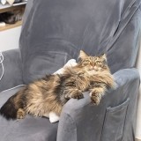 nala