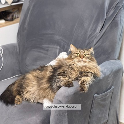Foto 1/1 nala Kat vermist in Seraing