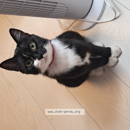 Photo of a cat found in Chambery