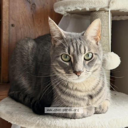 Photo of a cat found in Reims
