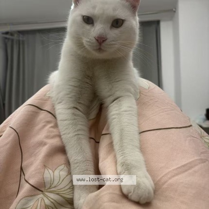 Picture of cat lost at Markham