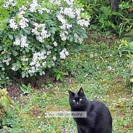 Photo of a cat found in Creteil