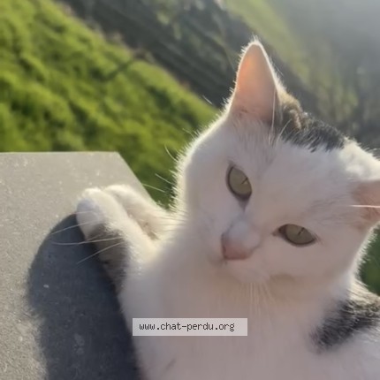 Foto 1/1 Chaussette Kat vermist in Biercee