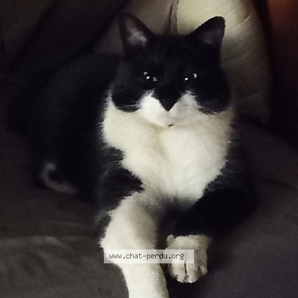 Photo of a cat found in Peymeinade
