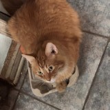 dorito