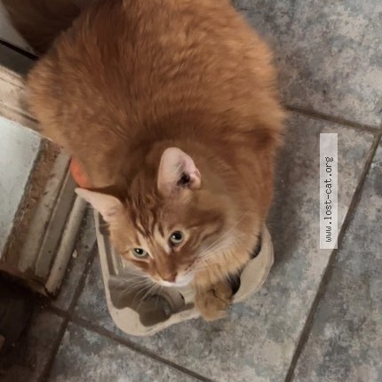 Photo 1/1 dorito Cat lost in London
