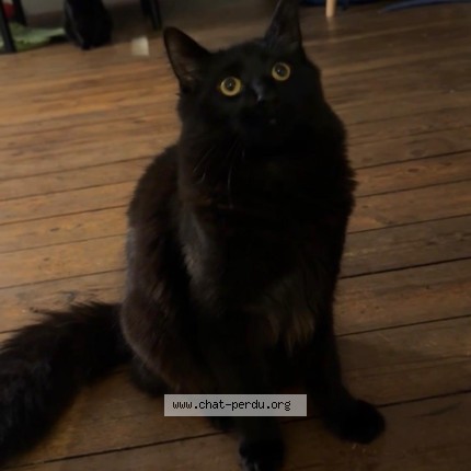 Foto van vermiste kat in Saint Gilles