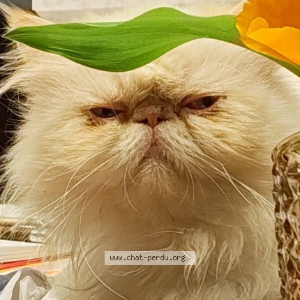 Photo of a cat found in Saint Georges Haute Ville