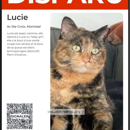 Photo 1/1 Lucie Cat lost in Montreal