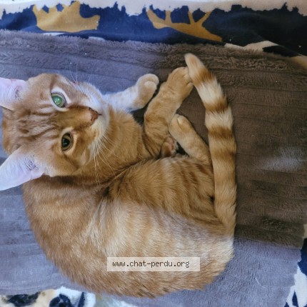 Photo 1/1 Qualinet Cat lost in Valleyfield