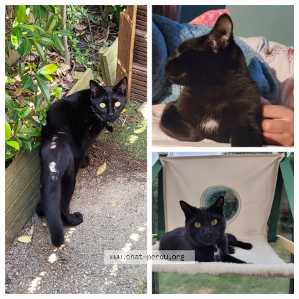 Photo of a cat found in Saint Brice Sous Foret