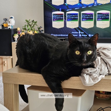 Foto di gatto smarrito a Romanel Sur Lausanne