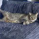 coonie