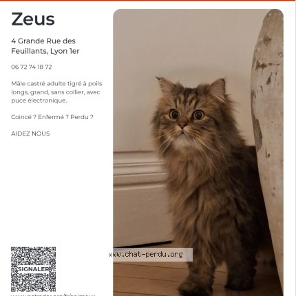 Photo of a cat found in Lyon