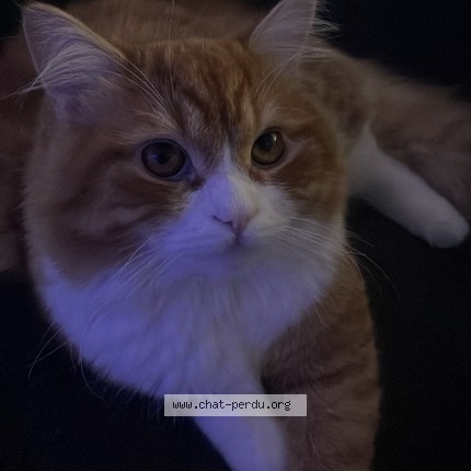 Photo 1/1 pudding Cat lost in Sherbrooke