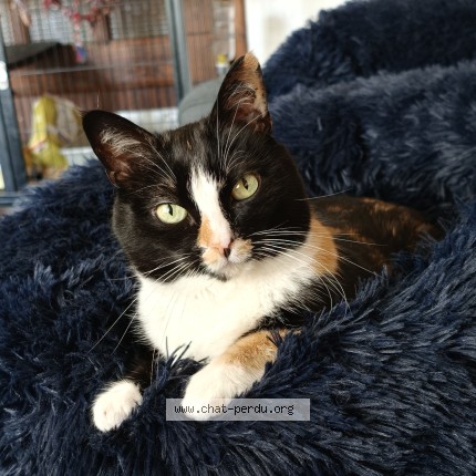 Photo of a cat found in Douarnenez