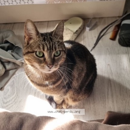 Photo of a cat found in Saint Catherine