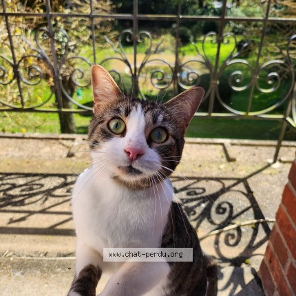 Photo of a cat found in Paris