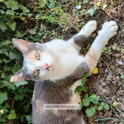 Photo of a cat found in Poitiers