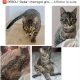 Deba