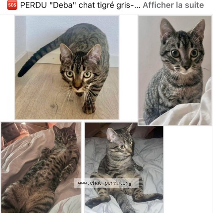 Foto di gatto smarrito a Evouettes