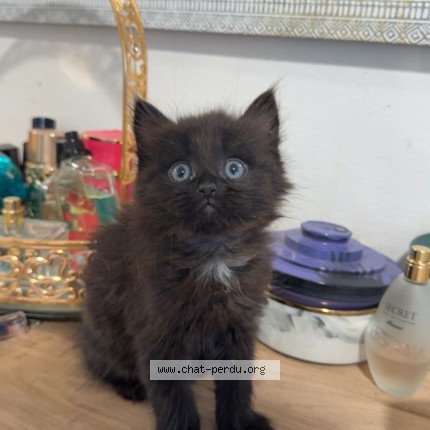 Foto di gatto smarrito a Meryin