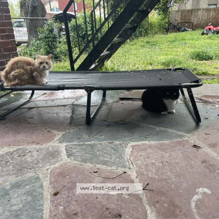 Photo 1/1 Valentino Cat lost in York