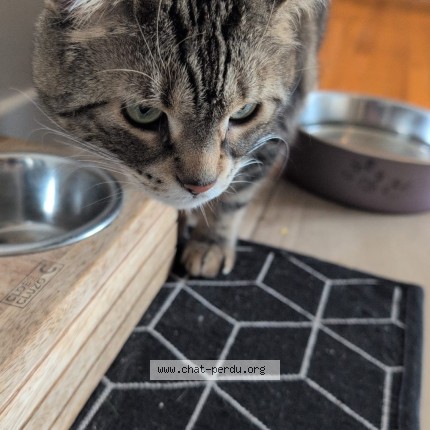 Picture of cat lost at Saint Bruno De Montarville