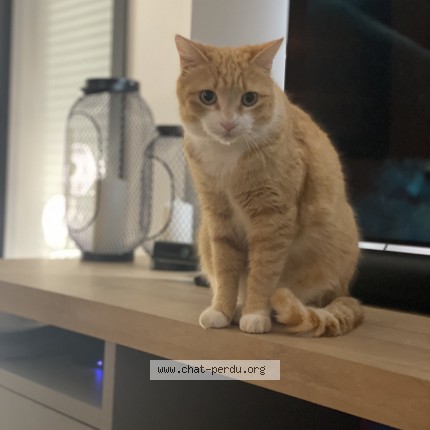 Photo of a cat found in Reze