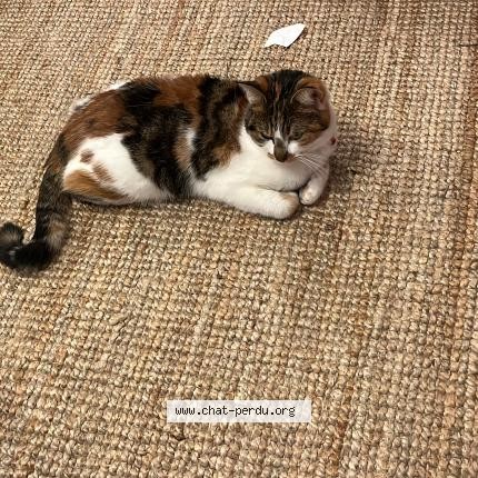 Photo of a cat found in Ixelles