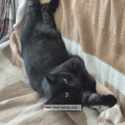 Photo of a cat found in Strasbourg