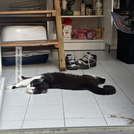 Photo of a cat found in Angers