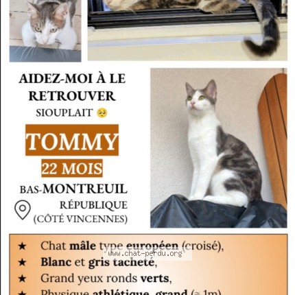 Photo of a cat found in Montreuil