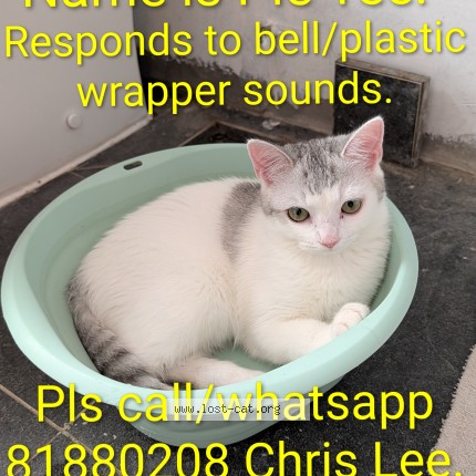 Photo of a cat found in Canberra Drive