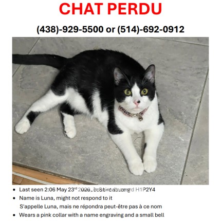 Picture of cat lost at Montreal