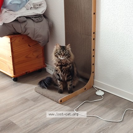 Photo 1/1 Chocolat Cat lost in Bielefeld