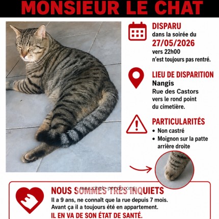 Photo of a cat found in Nangis