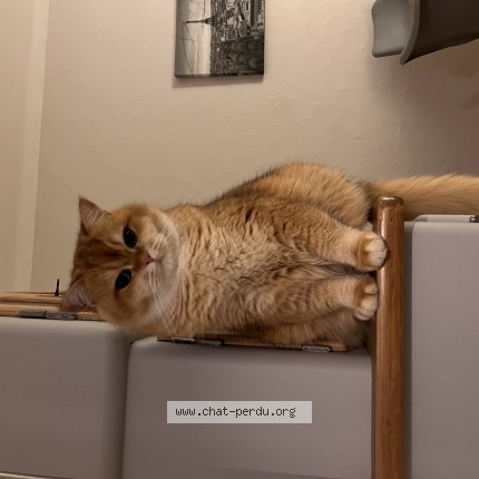Photo of a cat found in Strasbourg