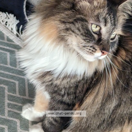Photo of a cat found in Marseille