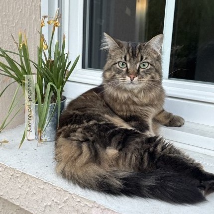 Photo of a cat found in Luisant