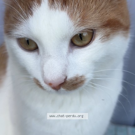 Foto 1/1 Alvin Kat vermist in Bruxelles