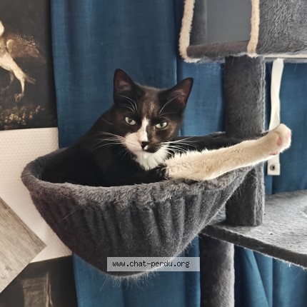 Photo of a cat found in Caen