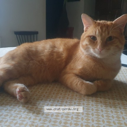 Photo of a cat found in Rouen