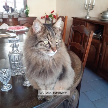 Photo of a cat found in Coulanges La Vineuse