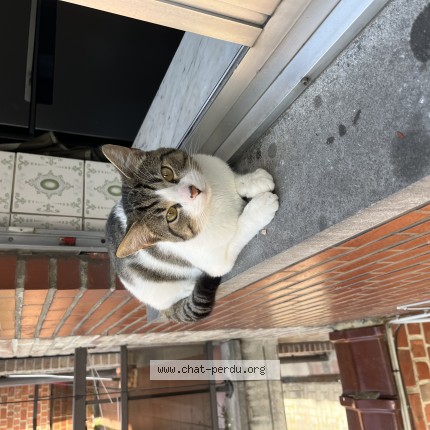 Foto van gevonden kat in Bruxelles